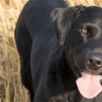 Buy canvas prints of Black Labrador in the Stubble by Simon Wrigglesworth