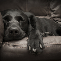 Buy canvas prints of Black Labrador on a sofa by Simon Wrigglesworth