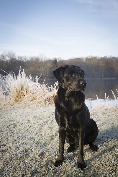 Black Labrador in the Frost Picture Board by Simon Wrigglesworth