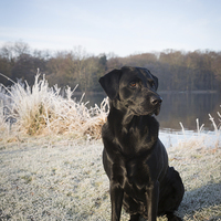 Buy canvas prints of Black Labrador in the Frost by Simon Wrigglesworth