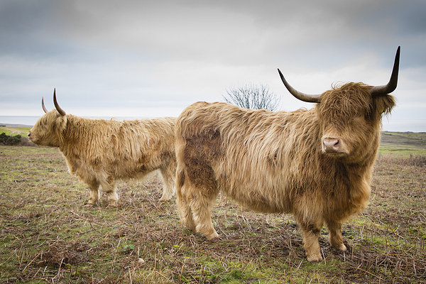 Coastal Coos Picture Board by Simon Wrigglesworth