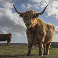 Buy canvas prints of Highland Cattle by Simon Wrigglesworth
