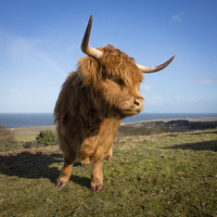 Buy canvas prints of HIghland Girl by Simon Wrigglesworth