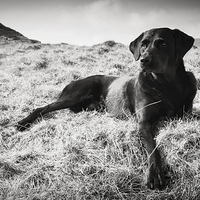 Buy canvas prints of Black Labrador by Simon Wrigglesworth