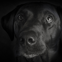 Buy canvas prints of Dark - Black Labrador by Simon Wrigglesworth