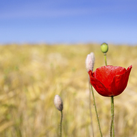 Buy canvas prints of Single Poppy on gold by Simon Wrigglesworth