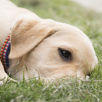 Buy canvas prints of Tired Puppy by Simon Wrigglesworth