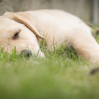 Buy canvas prints of Snooze time - Golden Labrador by Simon Wrigglesworth