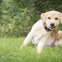 Buy canvas prints of Scratch - labrador Puppy by Simon Wrigglesworth