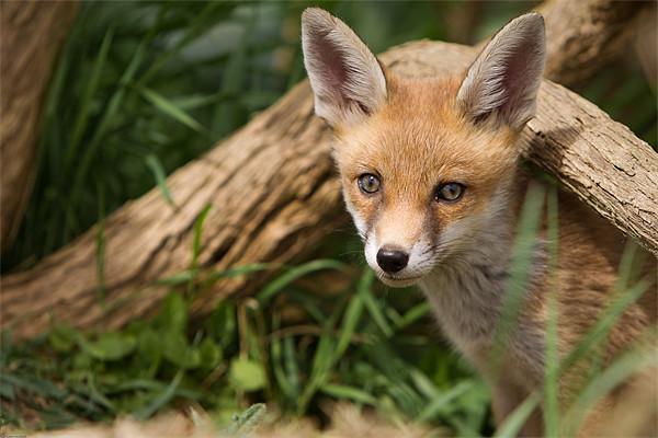 Fox Cub Picture Board by Simon Wrigglesworth