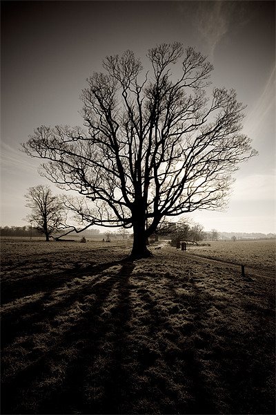 Tree in winter sepia Picture Board by Simon Wrigglesworth