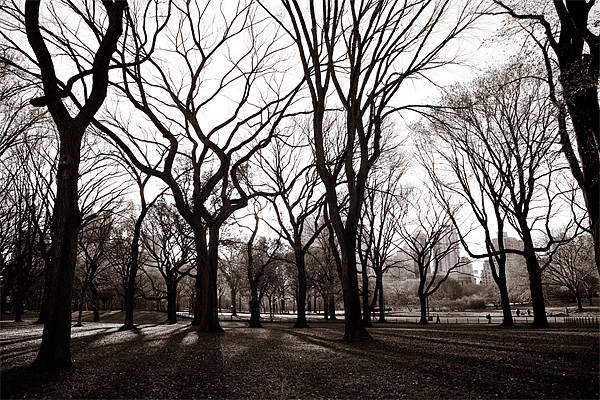 Central Park New York Picture Board by Simon Wrigglesworth