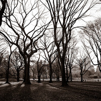 Buy canvas prints of Central Park New York by Simon Wrigglesworth