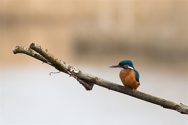 Kingfisher Picture Board by Simon Wrigglesworth