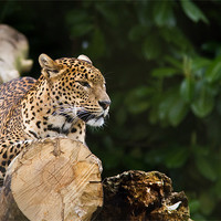 Buy canvas prints of Sri lankan Leopard by Simon Wrigglesworth