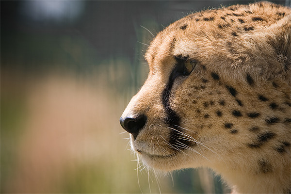 Cheetah Profile Picture Board by Simon Wrigglesworth