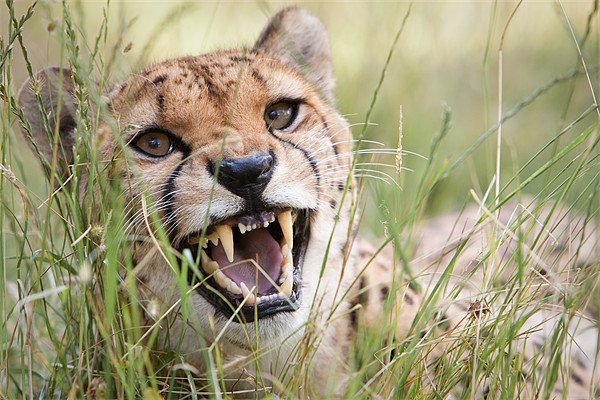 Snarling Cheetah Picture Board by Simon Wrigglesworth