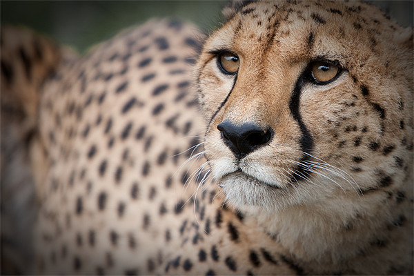 Love the Cheetah Picture Board by Simon Wrigglesworth