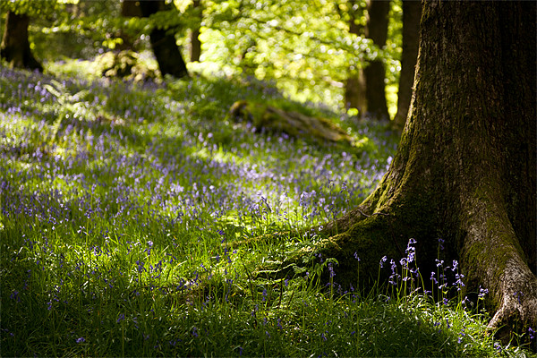 bluebell woods Picture Board by Simon Wrigglesworth