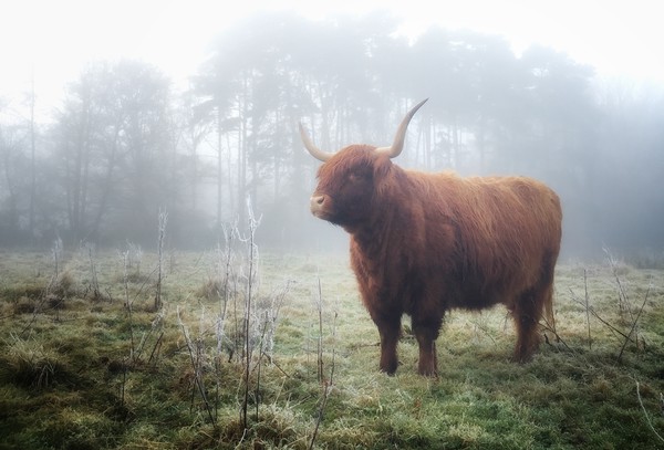 Highland in the mist Picture Board by Simon Wrigglesworth
