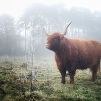 Buy canvas prints of Highland in the mist by Simon Wrigglesworth
