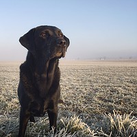 Buy canvas prints of Black Labrador in frost by Simon Wrigglesworth