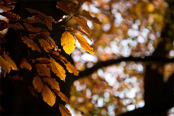 Autumn gold Picture Board by Simon Wrigglesworth