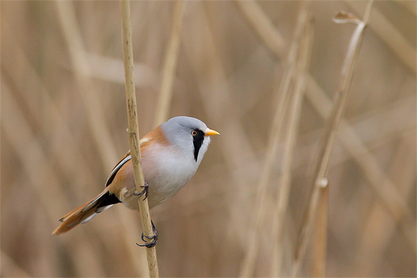 Bearded Tit Picture Board by Simon Wrigglesworth