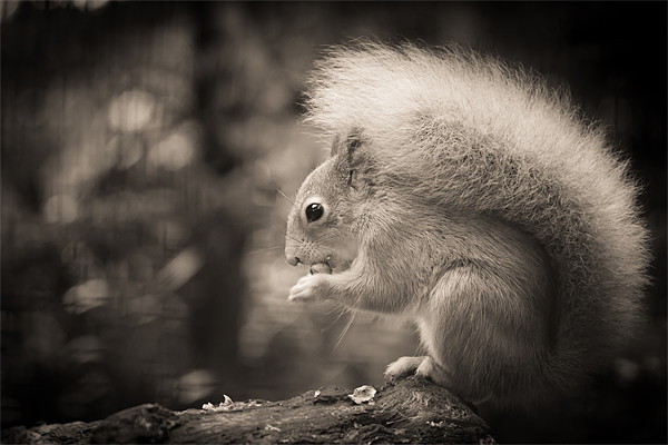 Red Squirrel - Sepia Picture Board by Simon Wrigglesworth