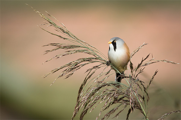 Upper Limit - Bearded Tit Picture Board by Simon Wrigglesworth