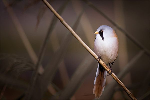 Into The Light - Bearded Tit Picture Board by Simon Wrigglesworth