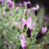 Buy canvas prints of Lavender  by Simon Wrigglesworth