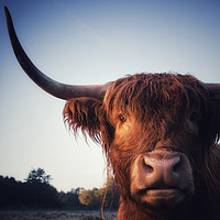Buy canvas prints of Highland Cow portrait by Simon Wrigglesworth