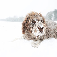 Buy canvas prints of Snowbeard by Simon Wrigglesworth