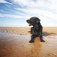 Buy canvas prints of Beach Dog by Simon Wrigglesworth