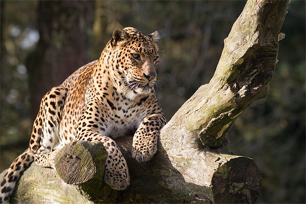 Leopard Life Picture Board by Simon Wrigglesworth