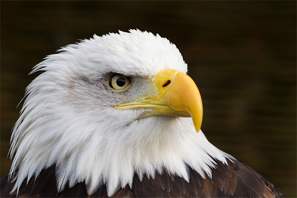 Sam - Bald Eagle Picture Board by Simon Wrigglesworth