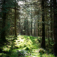 Buy canvas prints of Forrest Glade by Simon Wrigglesworth