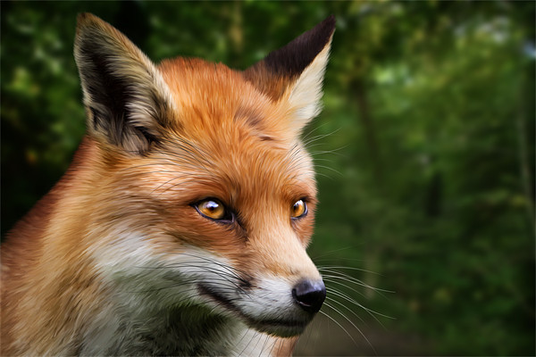 Foxy Picture Board by Simon Wrigglesworth
