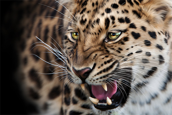 Amur leopard Picture Board by Simon Wrigglesworth