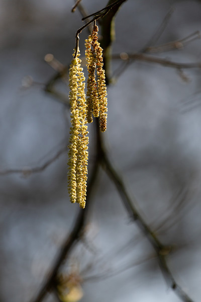 Catkin Picture Board by Simon Wrigglesworth