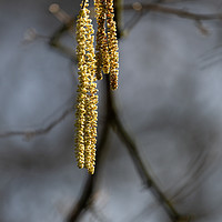 Buy canvas prints of Catkin by Simon Wrigglesworth