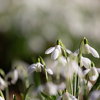 Buy canvas prints of Snowdrops by Simon Wrigglesworth