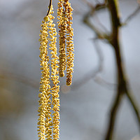 Buy canvas prints of Catkins by Simon Wrigglesworth