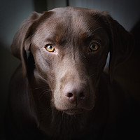 Buy canvas prints of Chocolate Labrador by Simon Wrigglesworth