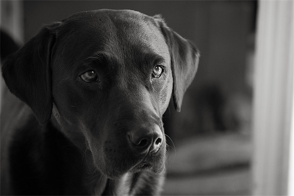 The Look - Labrador Picture Board by Simon Wrigglesworth