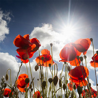 Buy canvas prints of Popping - Poppies by Simon Wrigglesworth