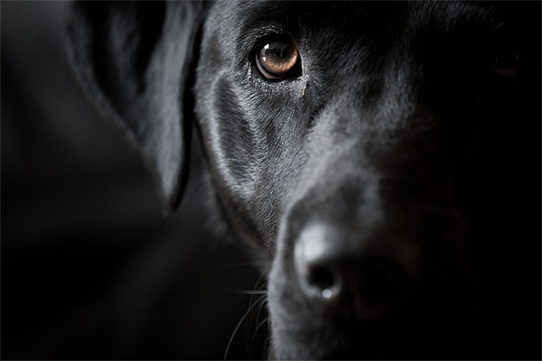 The Look - Black Labrador Picture Board by Simon Wrigglesworth