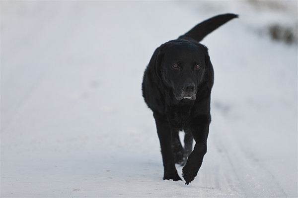 Winter Walk - Black Labrador Picture Board by Simon Wrigglesworth