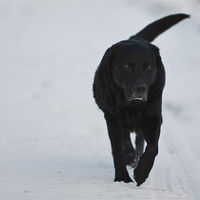 Buy canvas prints of Winter Walk - Black Labrador by Simon Wrigglesworth